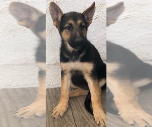 German Shepherd Dog Puppy for sale in VONA, CO, USA