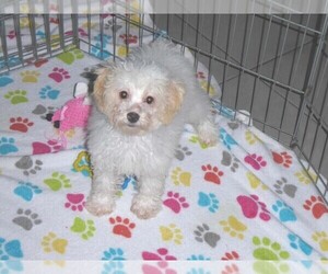 Poodle (Toy) Puppy for sale in ORO VALLEY, AZ, USA