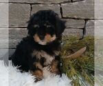 Small #2 Shih-Poo
