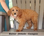 Small #2 Cavapoo