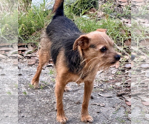 Medium Photo #2 Mutt Puppy For Sale in Oakhurst, NJ, USA