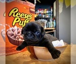 Puppy Puff Pug