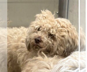 Havanese-Unknown Mix Dogs for adoption in Canton, CT, USA