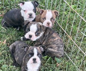 Boston Terrier Litter for sale in KALONA, IA, USA