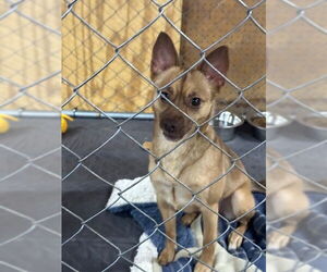 Chihuahua-Unknown Mix Dogs for adoption in Jackson Township, NJ, USA