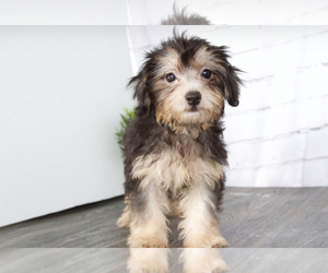 Maltipoo Puppy for sale in RED LION, PA, USA