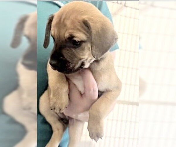 Medium Photo #2 Plott Hound-Unknown Mix Puppy For Sale in Houston, TX, USA