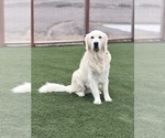 Small Photo #1 English Cream Golden Retriever Puppy For Sale in ORLAND, CA, USA