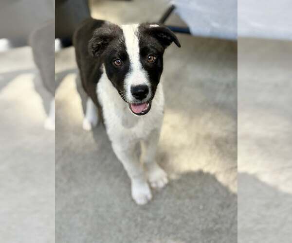 Medium Photo #3 Border Collie-Unknown Mix Puppy For Sale in Paso Robles, CA, USA