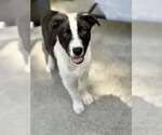 Small #2 Border Collie Mix