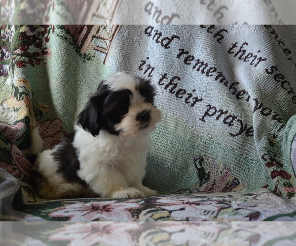 Medium Photo #3 Zuchon Puppy For Sale in GREENWOOD, WI, USA