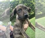 Small #2 Labrador Retriever Mix