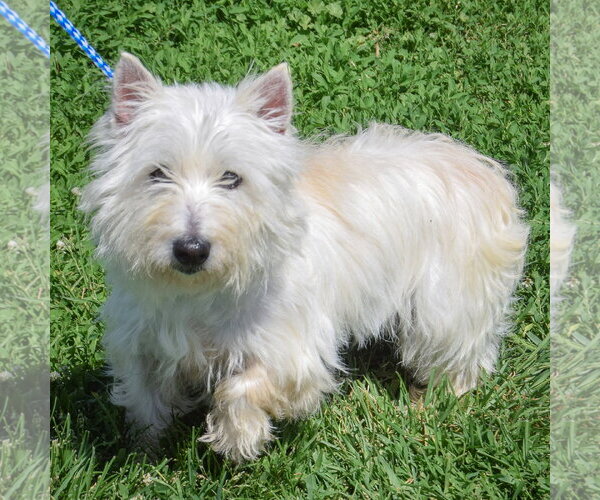 Medium Photo #4 Cairn Terrier-Unknown Mix Puppy For Sale in Huntley, IL, USA