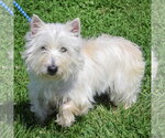 Small #3 Cairn Terrier Mix