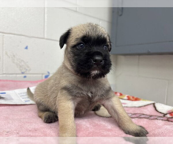 Medium Photo #2 Mutt Puppy For Sale in San Bernardino, CA, USA