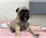 Small #1 Mutt
