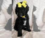 Small Photo #12 Sheepadoodle Puppy For Sale in FONTANA, CA, USA