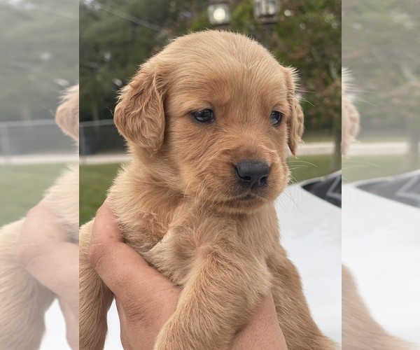 Medium Photo #4 Golden Retriever Puppy For Sale in TAMPA, FL, USA