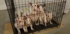 Small Photo #84 Bull Terrier Puppy For Sale in JACKSON, MI, USA