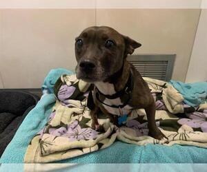 Cardigan Welsh Corgi-Dachshund Mix Dogs for adoption in Berkeley , CA, USA