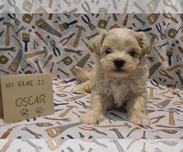 Medium Photo #5 Maltipoo (Miniature) Puppy For Sale in BROOKFIELD, MO, USA