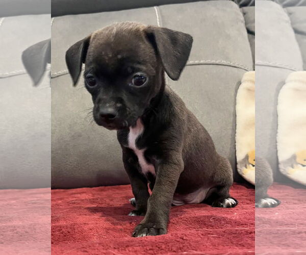 Medium Photo #4 Chihuahua-Unknown Mix Puppy For Sale in Corona, CA, USA