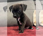 Small #3 Chihuahua Mix
