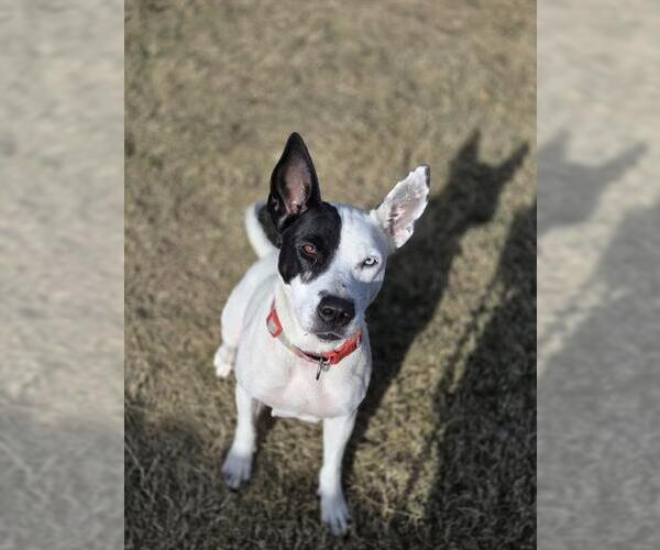 Medium Photo #1 Mutt Puppy For Sale in Temple, TX, USA