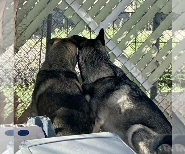 Medium Photo #10 Siberian Husky-Unknown Mix Puppy For Sale in Cedar Crest, NM, USA