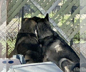 Brandi - Female Siberian Husky-Unknown Mix Dog for Adoption - Photo #10