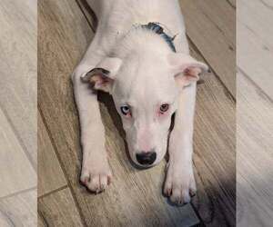Oliver - Male Aussiedor Dog for Adoption - Photo #4