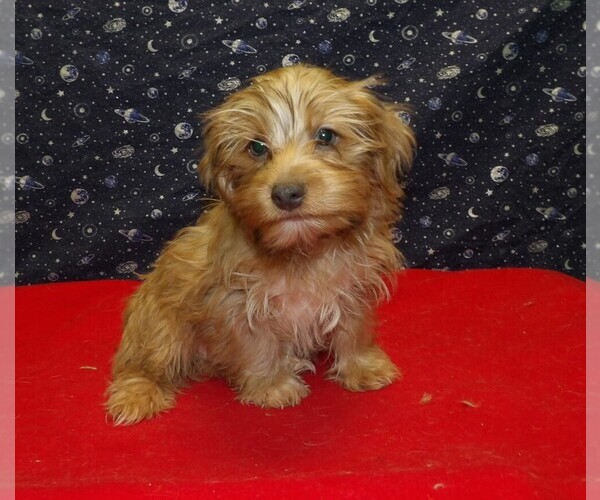 Medium Photo #7 Yo-Chon Puppy For Sale in PATERSON, NJ, USA