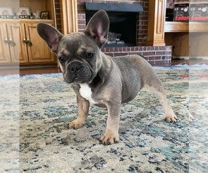French Bulldog Puppy for sale in BALCH SPRINGS, TX, USA