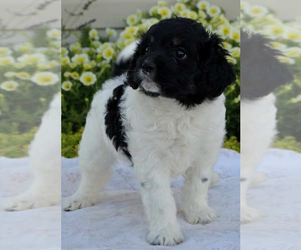 Medium Photo #5 Cavapoo Puppy For Sale in PARADISE, PA, USA