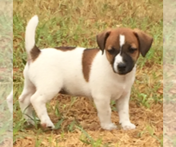 Medium Photo #4 Jack Russell Terrier Puppy For Sale in SIDNEY, TX, USA