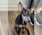 Small #1 Mutt