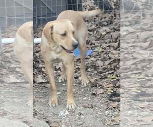 Joe - Male Labrador Retriever-Unknown Mix Dog for Adoption - Photo #2