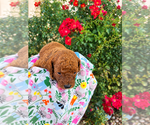 Small Photo #5 Poodle (Toy) Puppy For Sale in RANCHO CUCAMONGA, CA, USA
