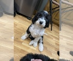 Small Photo #4 Sheepadoodle Puppy For Sale in WA KEENEY, KS, USA