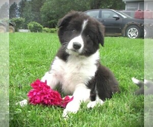 Border Collie Puppy for Sale in LUBLIN, Wisconsin USA