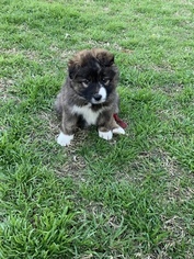 Border-Aussie Puppy for sale in DEL VALLE, TX, USA