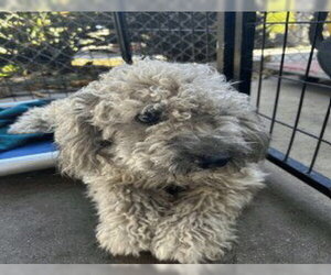 Cassius - Male Poodle (Miniature) Dog for Adoption - Photo #7