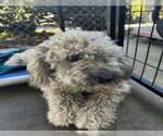 Small Photo #7 Poodle (Miniature) Puppy For Sale in San Diego, CA, USA
