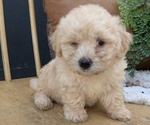 Small #9 Poovanese