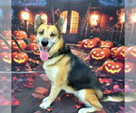 *MARGOT - Female German Shepherd Dog Dog for Adoption - Small photo