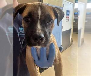 Black Mouth Cur-Unknown Mix Dogs for adoption in Chula Vista, CA, USA