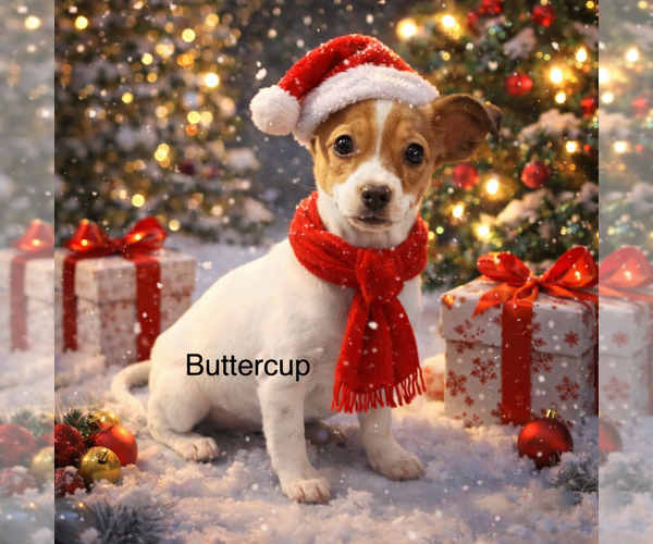 Medium Photo #2 Chihuahua-Unknown Mix Puppy For Sale in Colorado Springs, CO, USA