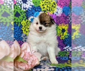 Pomeranian Puppy for sale in KIRKWOOD, PA, USA