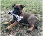 Puppy 1 Belgian Malinois