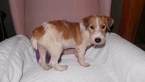 Small Photo #4 Jack Russell Terrier Puppy For Sale in AIKEN, SC, USA
